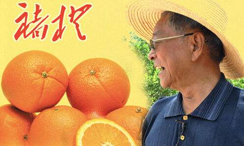 褚橙参观考察交流